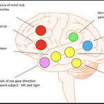 Human Connection: The Neurobiology Behind It!